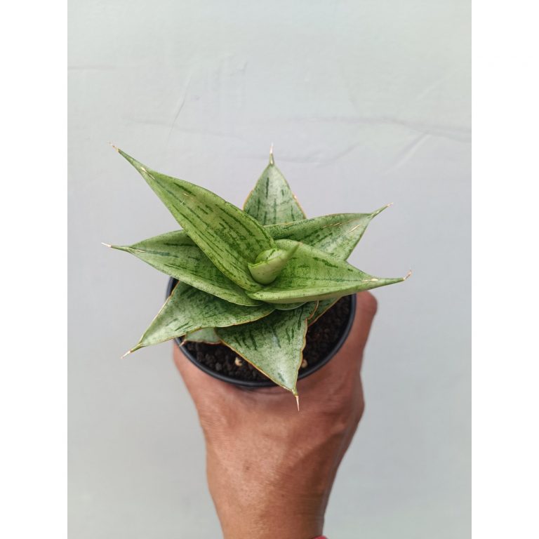 1675. Sansevieria Dewa size 8 cm