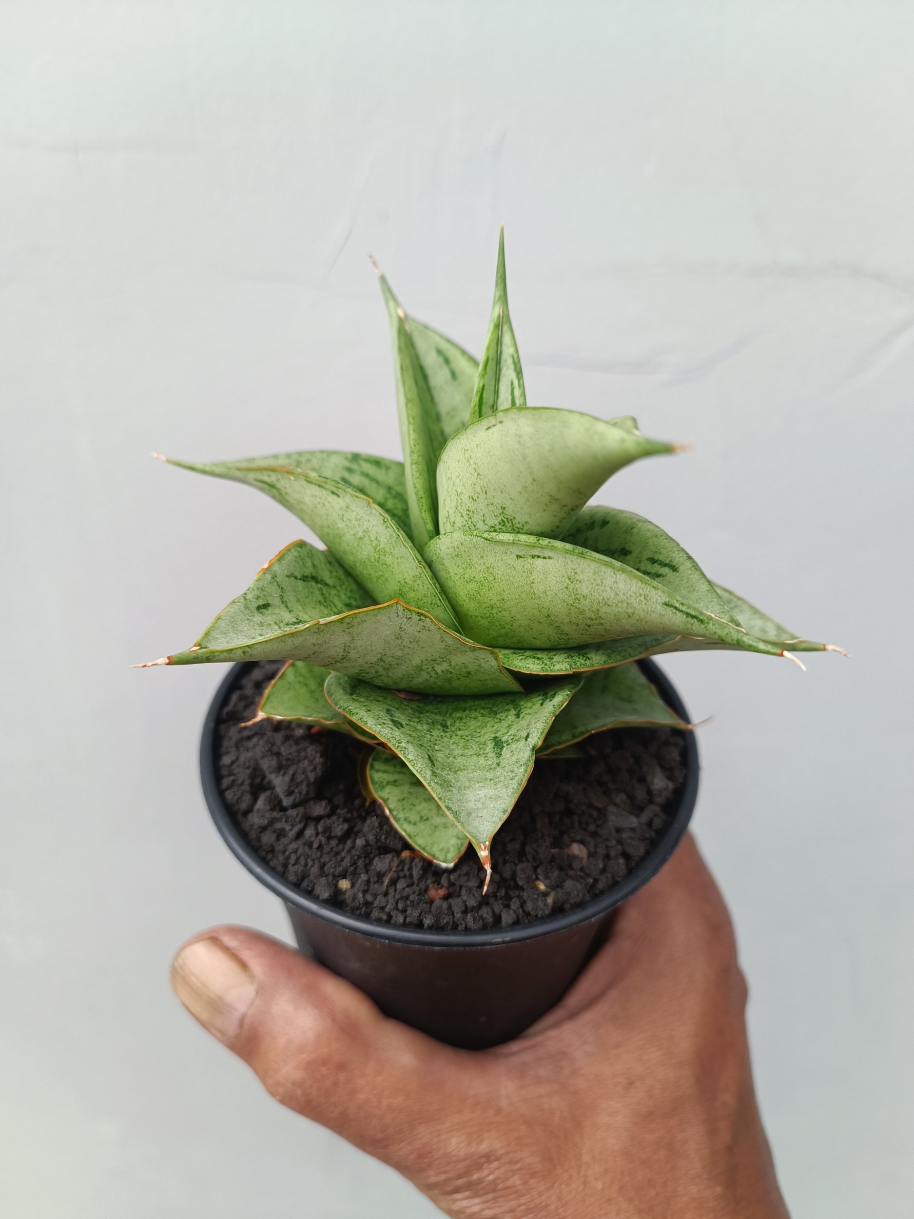 1675. Sansevieria Dewa size 8 cm - Image 5