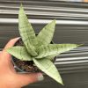 1637. Sansevieria Dewala