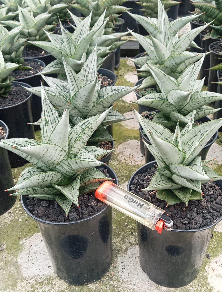 2222. Sansevieria Dewi - Image 2