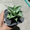 2222. Sansevieria Dewi
