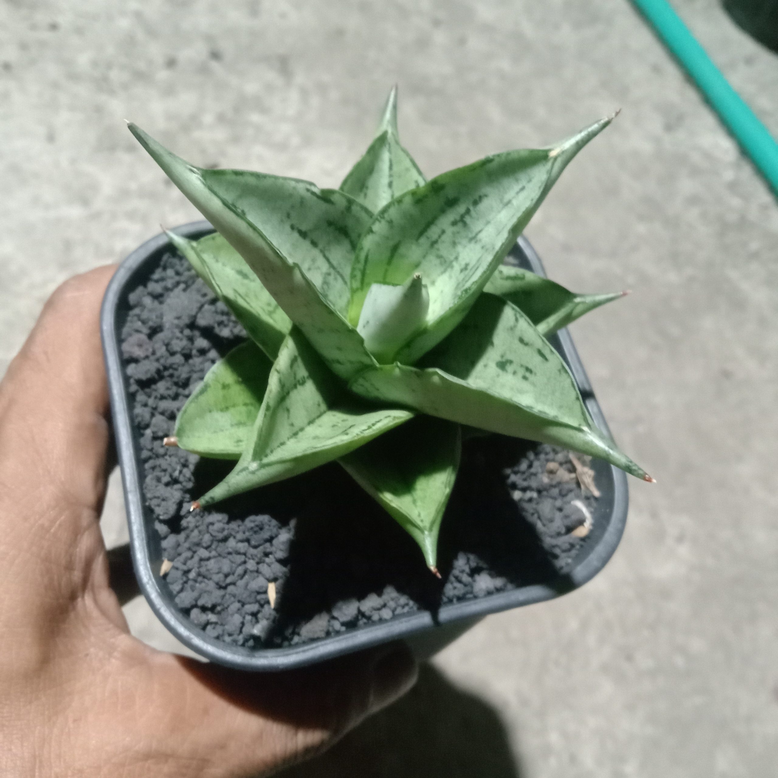 2222. Sansevieria Dewi