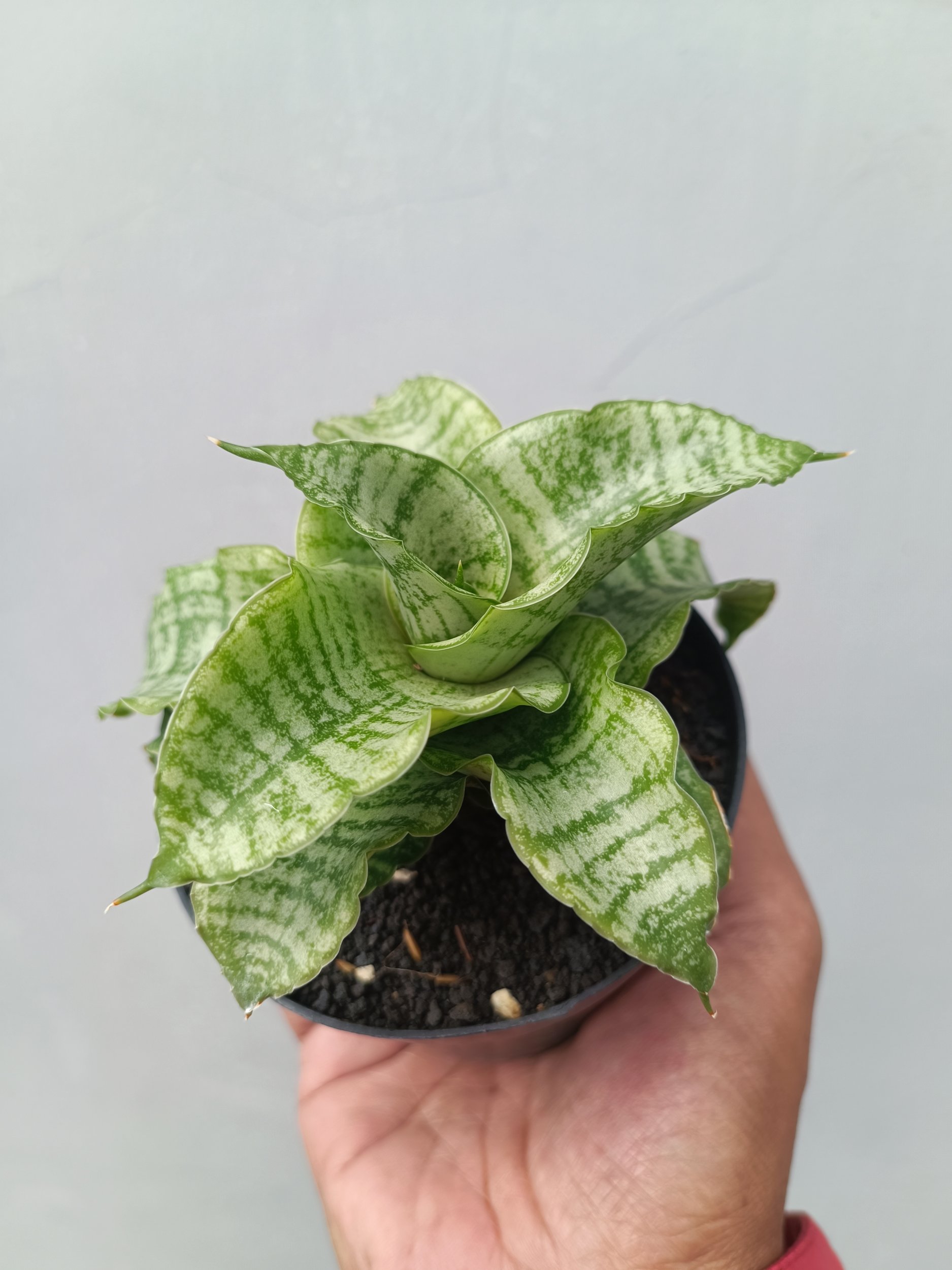 1660. Sansevieria Diva - Image 2