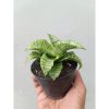 1660. Sansevieria Diva