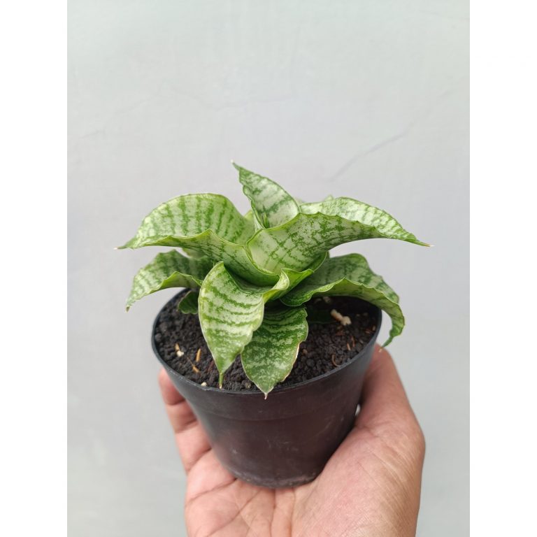 1660. Sansevieria Diva