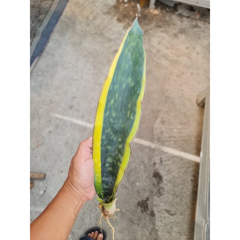 1735. Sansevieria Douglas Marginata