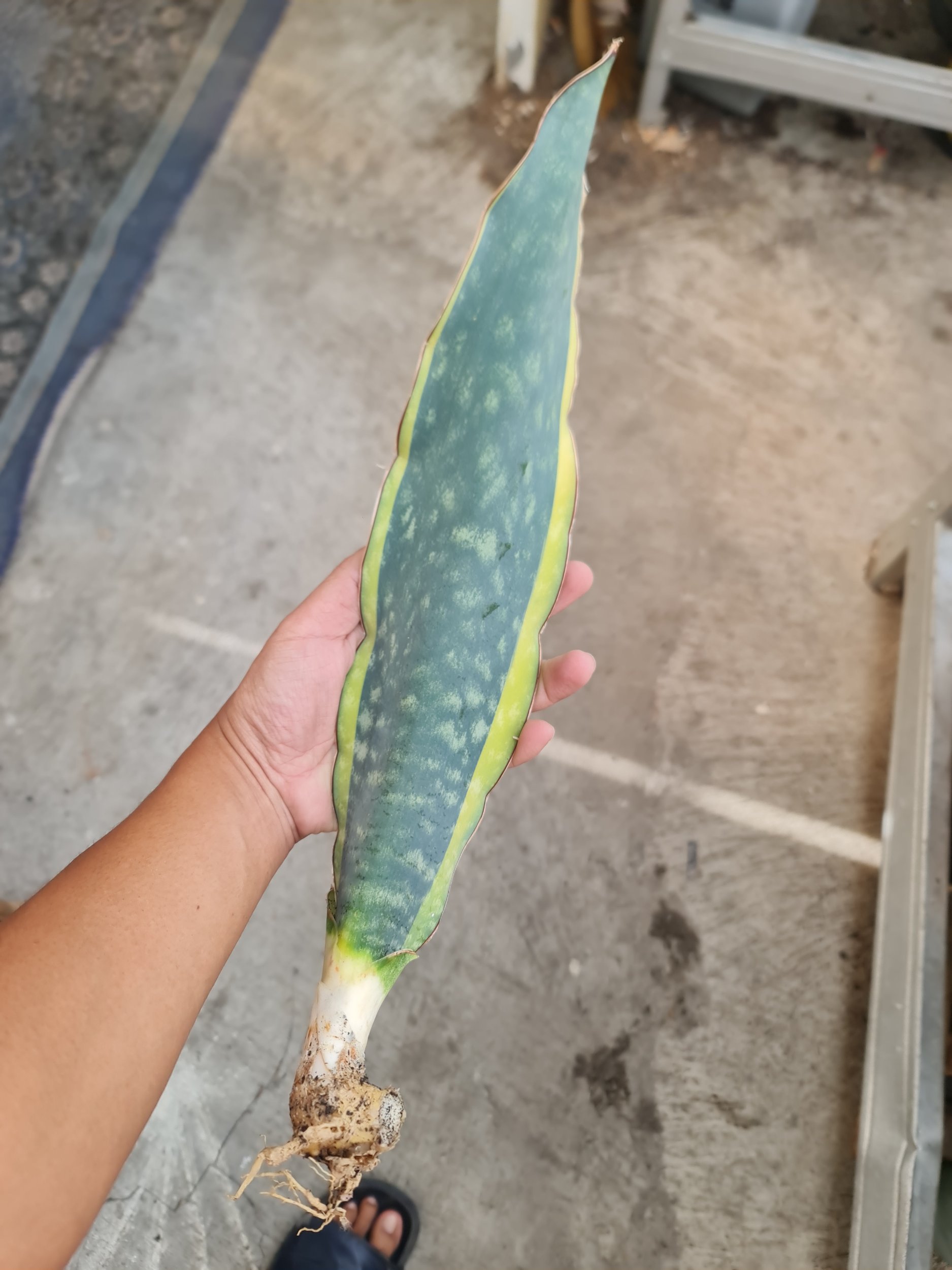 1735. Sansevieria Douglas Marginata - Image 2