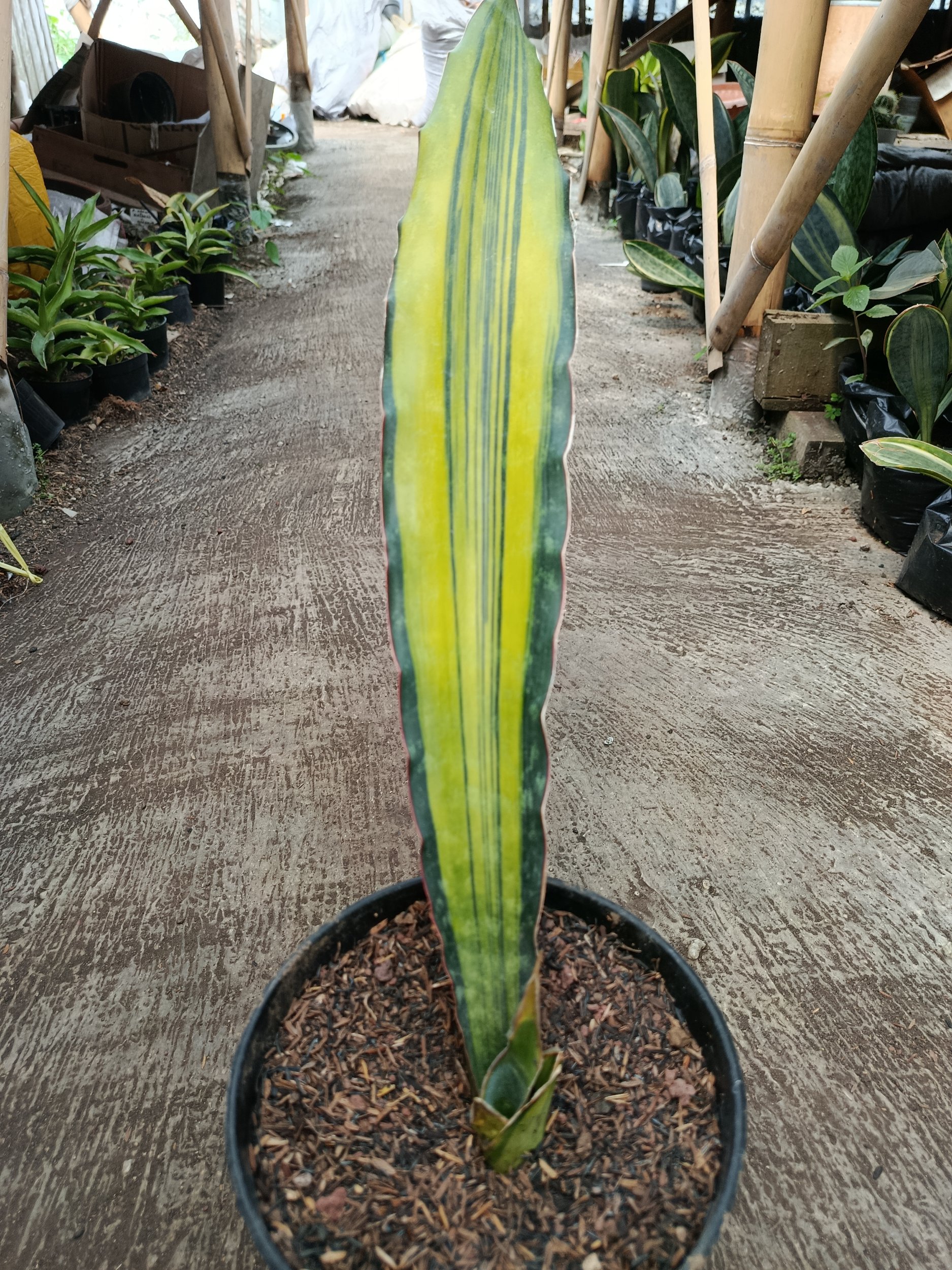 2114. Sansevieria Douglas Variegated 1 Leaf - Image 2