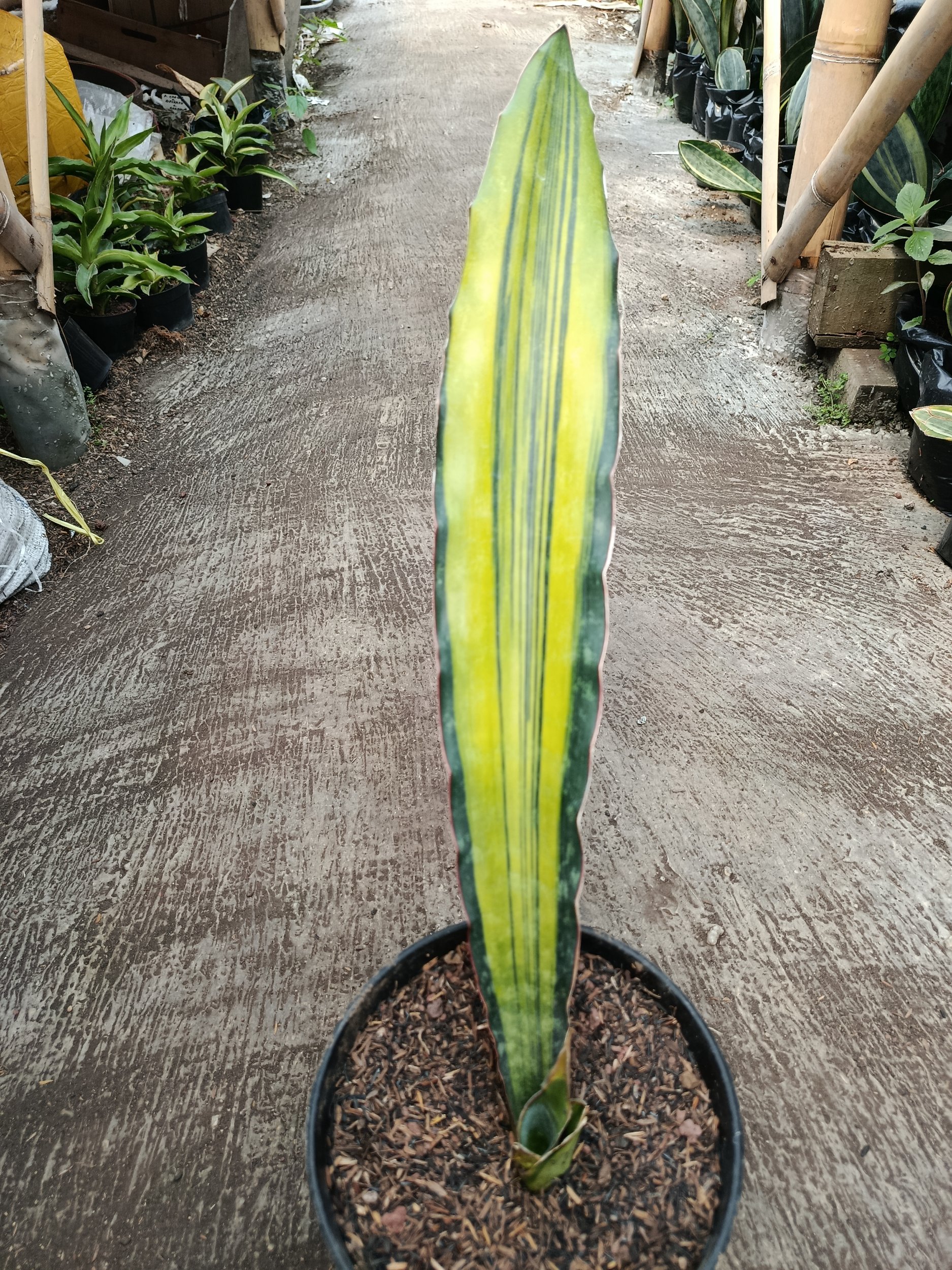 2114. Sansevieria Douglas Variegated 1 Leaf - Image 3