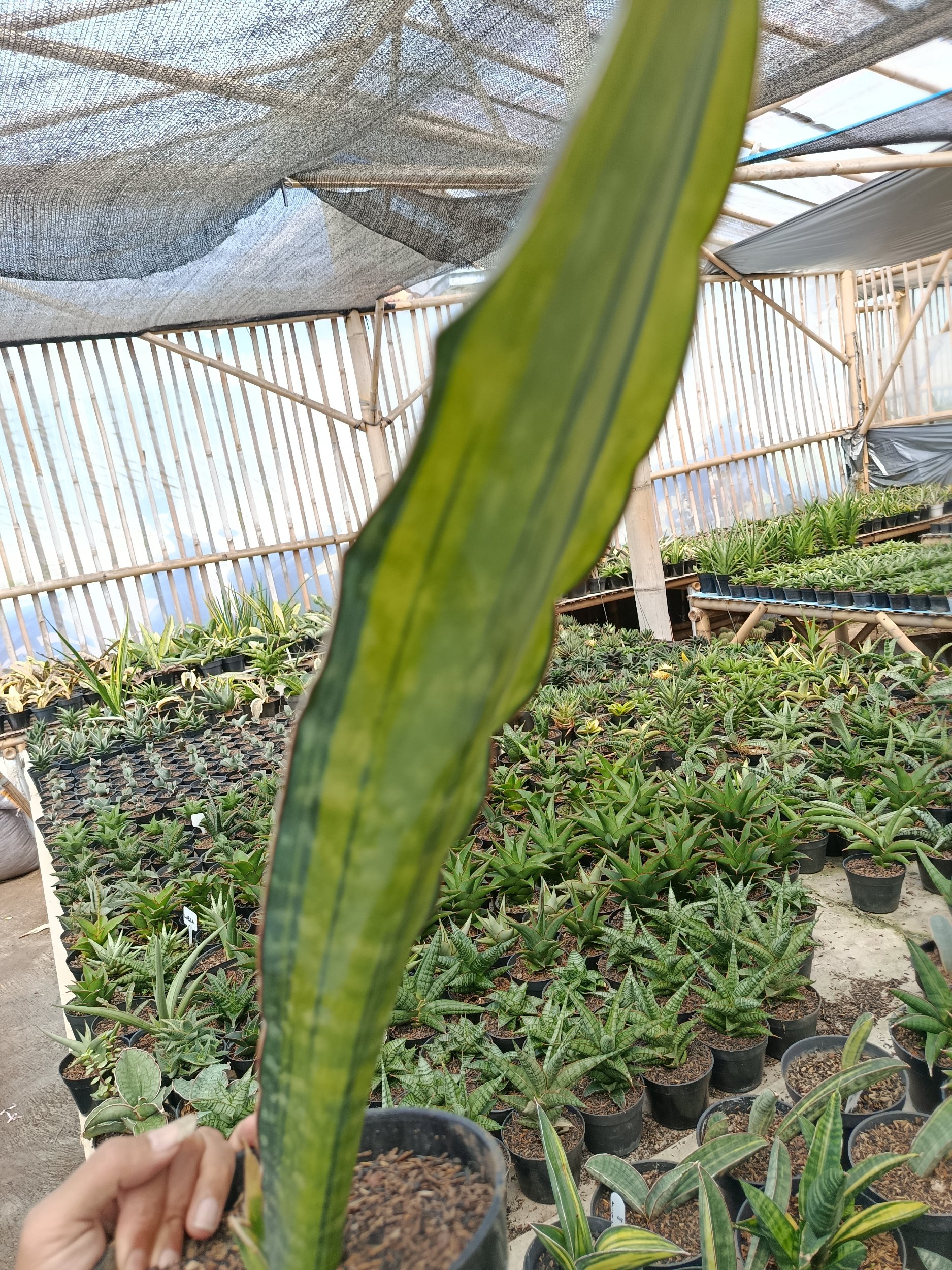 2114. Sansevieria Douglas Variegated 1 Leaf - Image 4