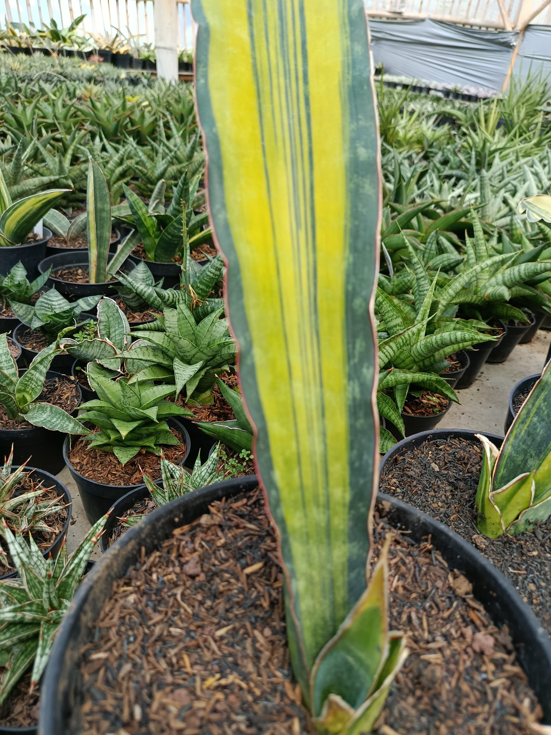 2114. Sansevieria Douglas Variegated 1 Leaf - Image 5