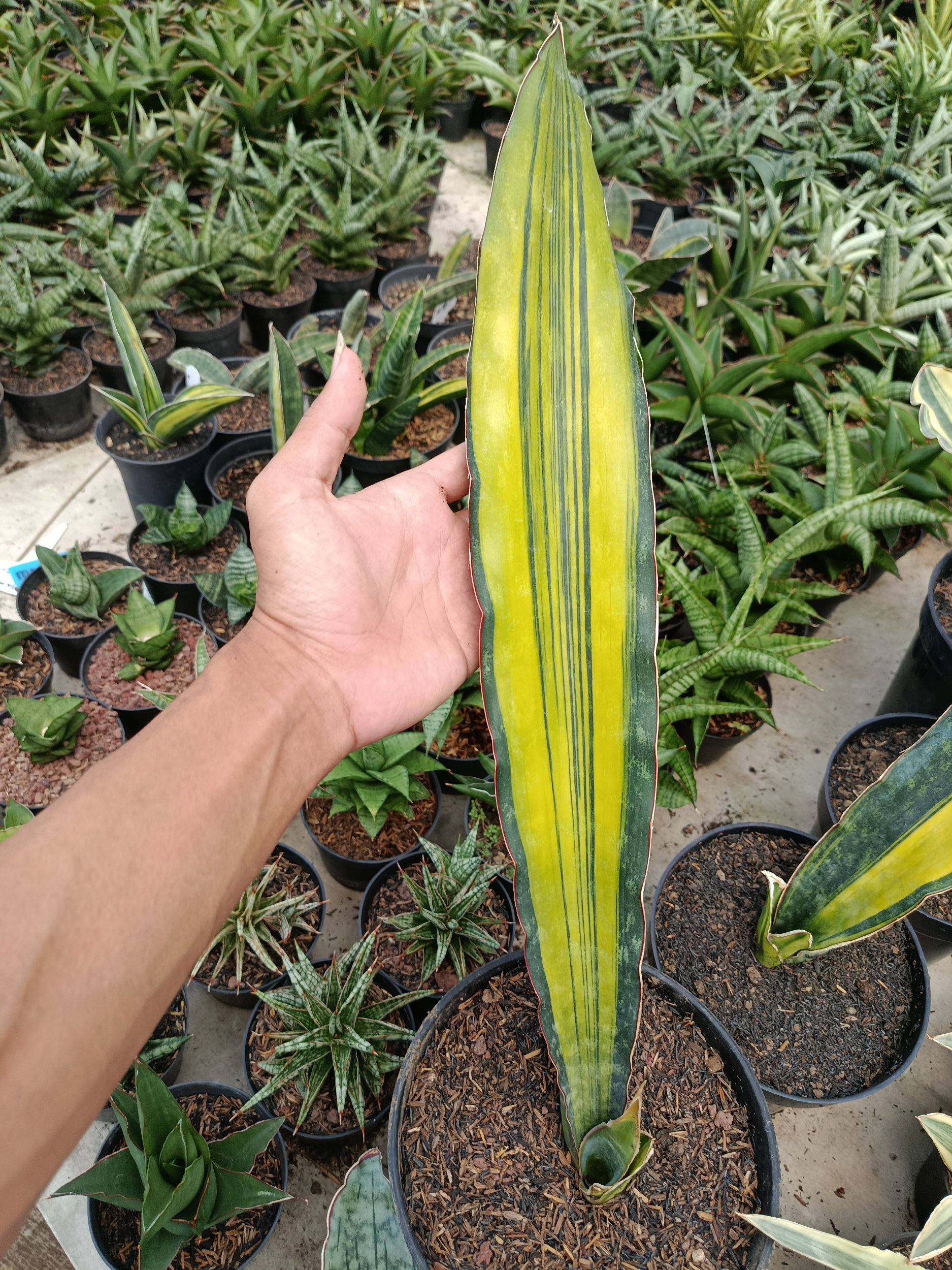 2114. Sansevieria Douglas Variegated 1 Leaf - Image 6