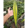2114. Sansevieria Douglas Variegated 1 Leaf