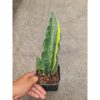 1289. Sansevieria Douglas Variegated