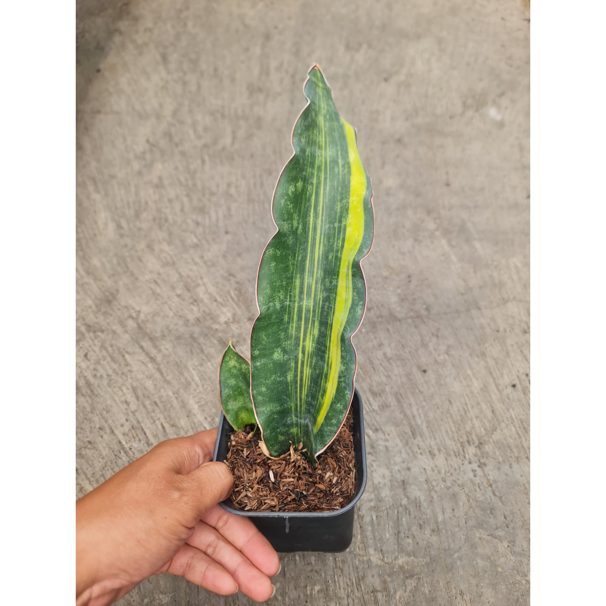 1289. Sansevieria Douglas Variegated