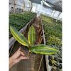 2113. Sansevieria Douglas Variegated Size 26 Cm
