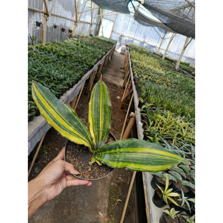 2113. Sansevieria Douglas Variegated Size 26 Cm