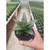 1435. Sansevieria Doys