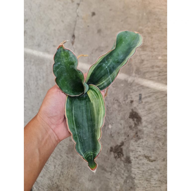 1734. Sansevieria Dragon Black Variegated