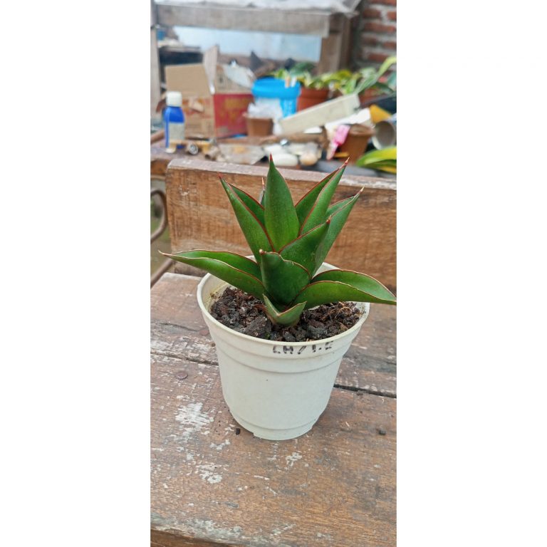 2038. Sansevieria Dragon Claws
