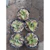 1392. Sansevieria Dragon Compacta Mutation