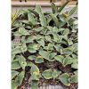 1684. Sansevieria Dragon Compacta Striata