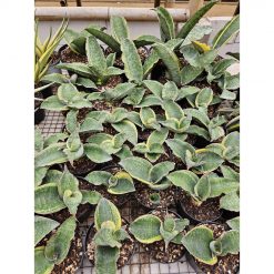 1684. Sansevieria Dragon Compacta Striata