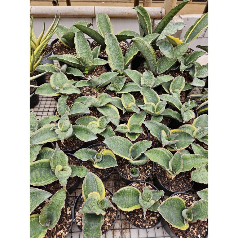 1684. Sansevieria Dragon Compacta Striata