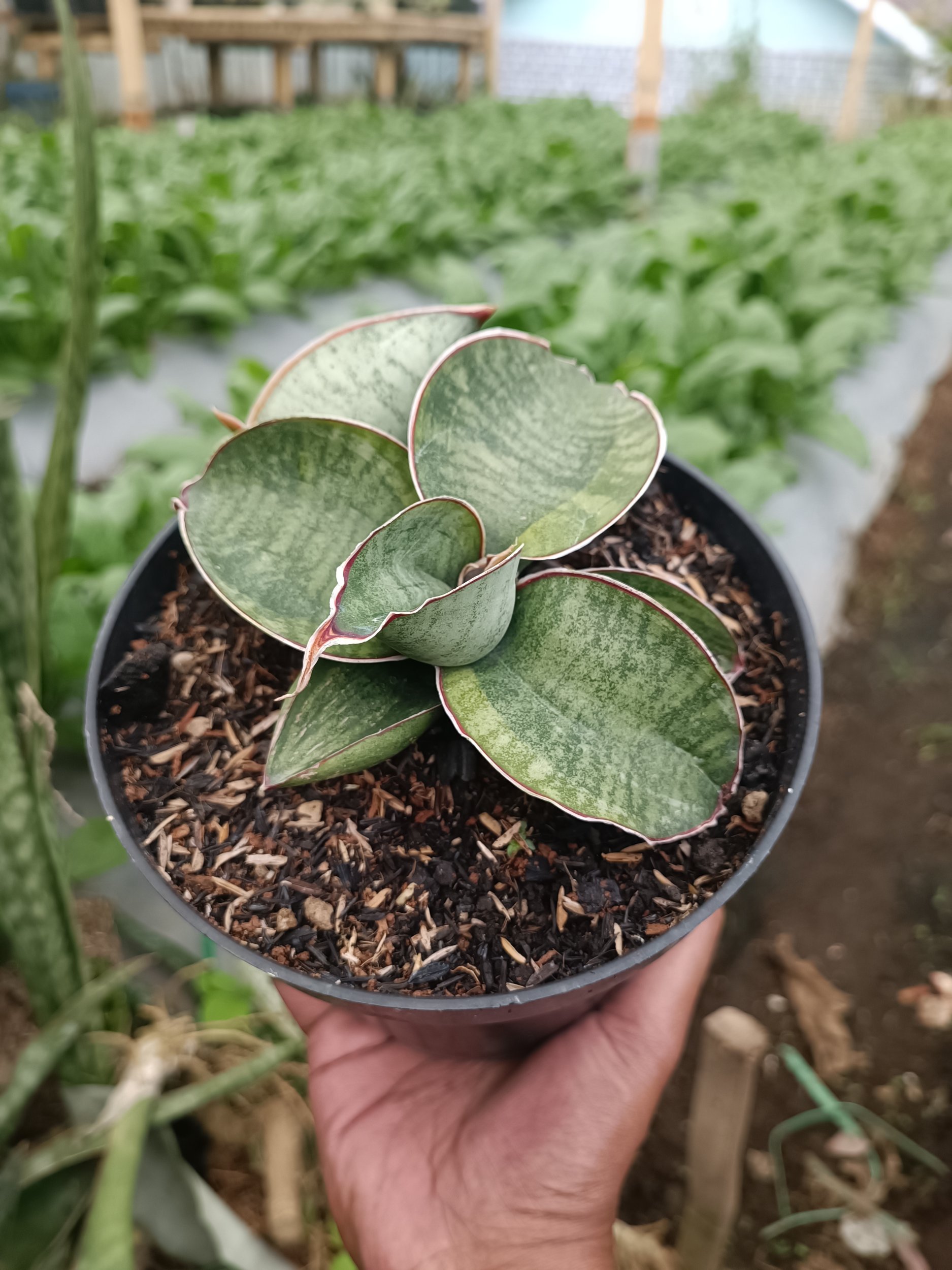2339. Sansevieria Dragon Compacta Variegated Mutation.mother + Kids - Image 2