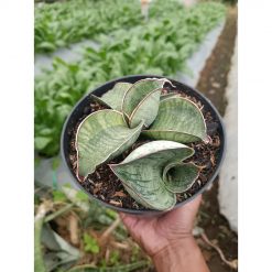 2339. Sansevieria Dragon Compacta Variegated Mutation.mother + Kids