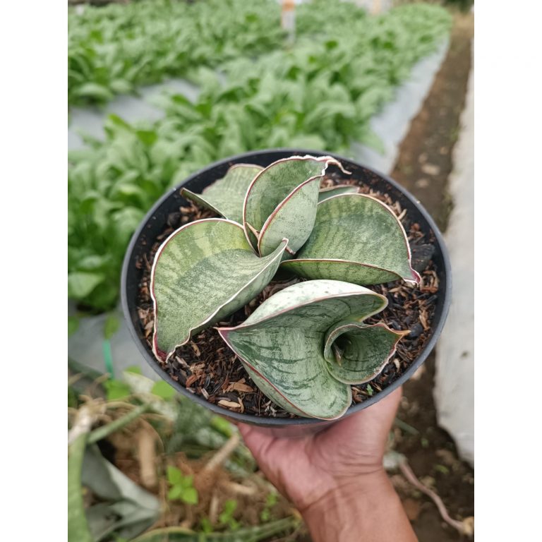 2339. Sansevieria Dragon Compacta Variegated Mutation.mother + Kids