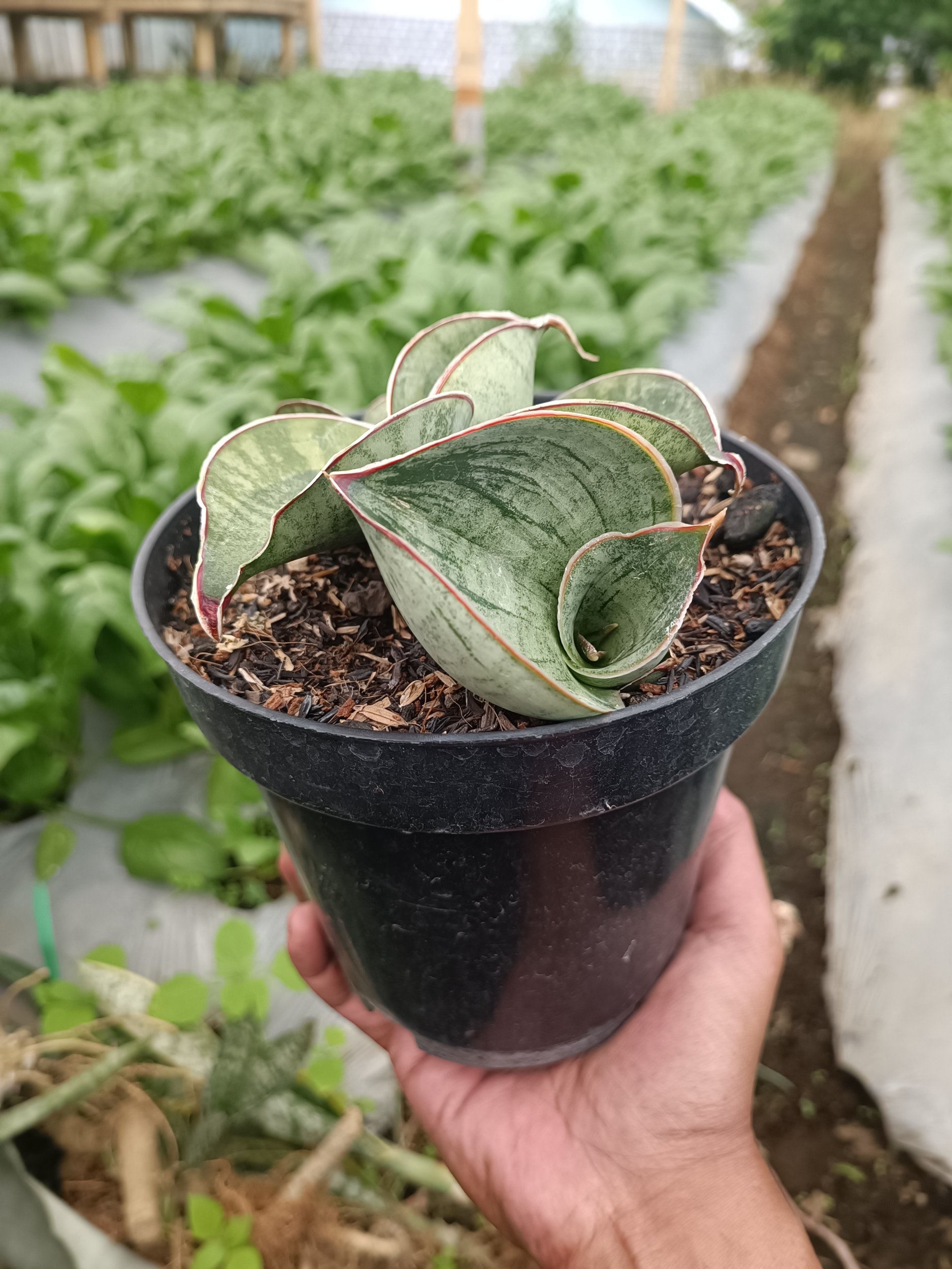 2339. Sansevieria Dragon Compacta Variegated Mutation.mother + Kids - Image 3