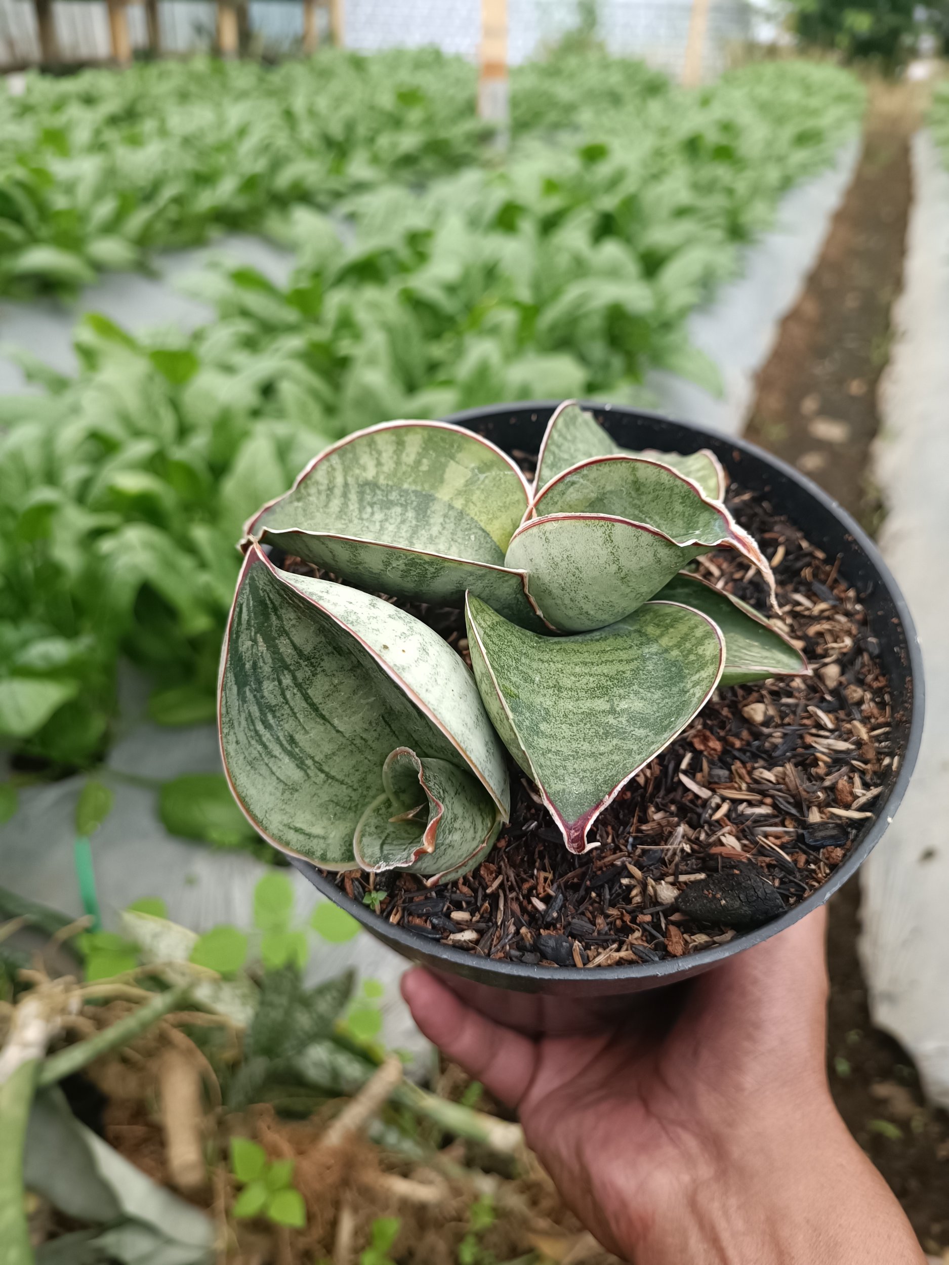 2339. Sansevieria Dragon Compacta Variegated Mutation.mother + Kids - Image 4