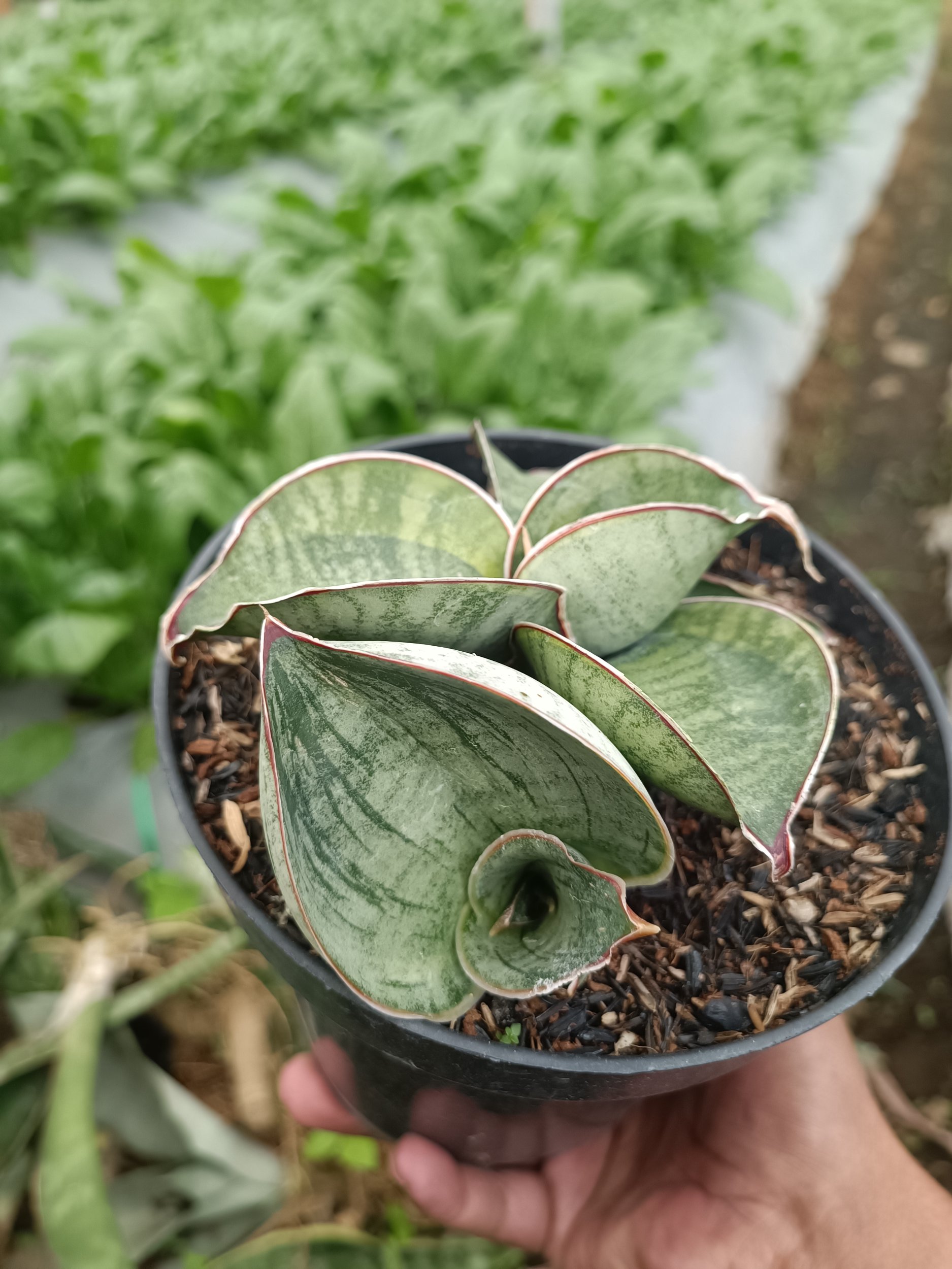 2339. Sansevieria Dragon Compacta Variegated Mutation.mother + Kids - Image 5