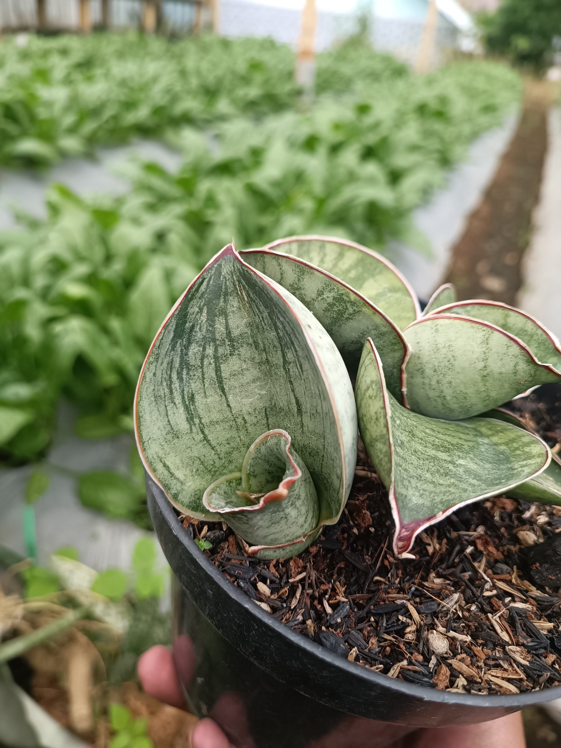 2339. Sansevieria Dragon Compacta Variegated Mutation.mother + Kids - Image 6