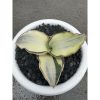 1682. Sansevieria Dragon Compacta White Variegated Size 10 Cm