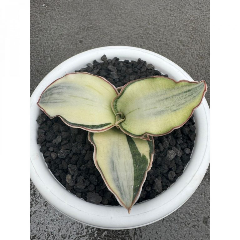 1682. Sansevieria Dragon Compacta White Variegated Size 10 Cm