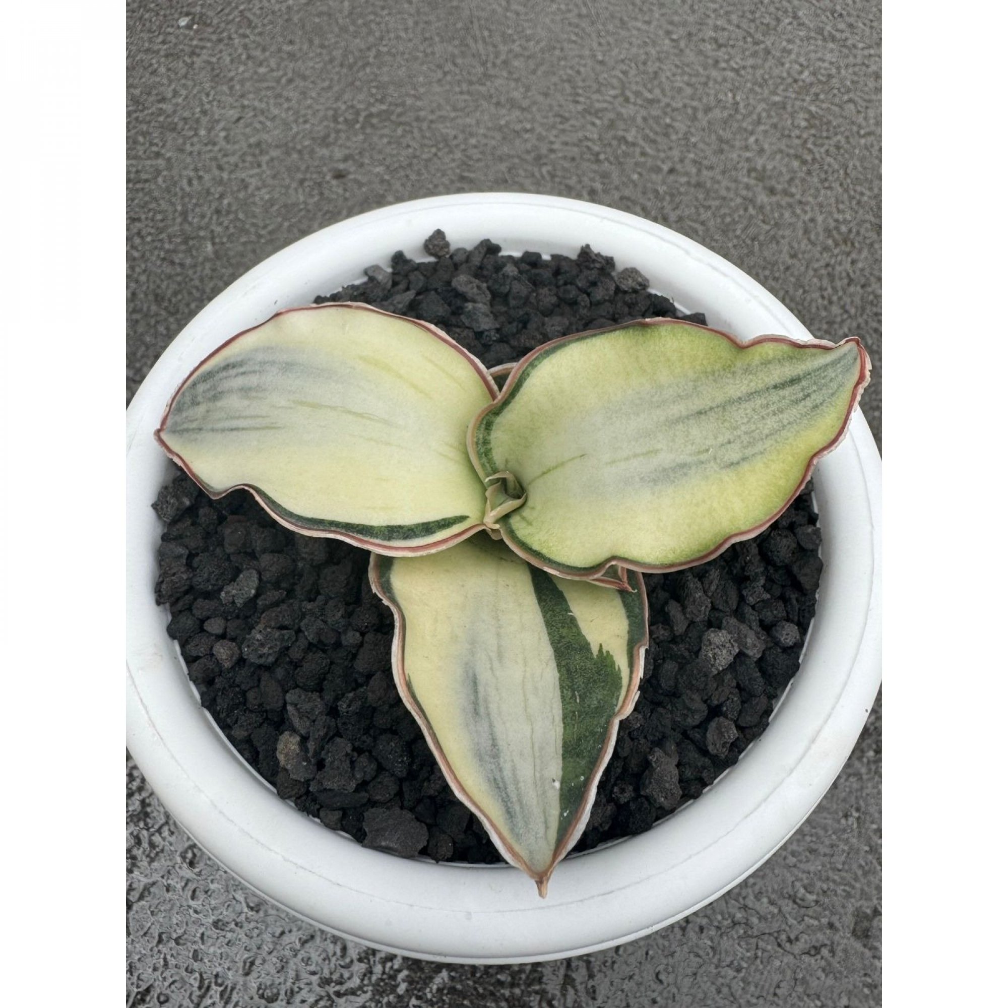 1682. Sansevieria Dragon Compacta White Variegated Size 10 Cm