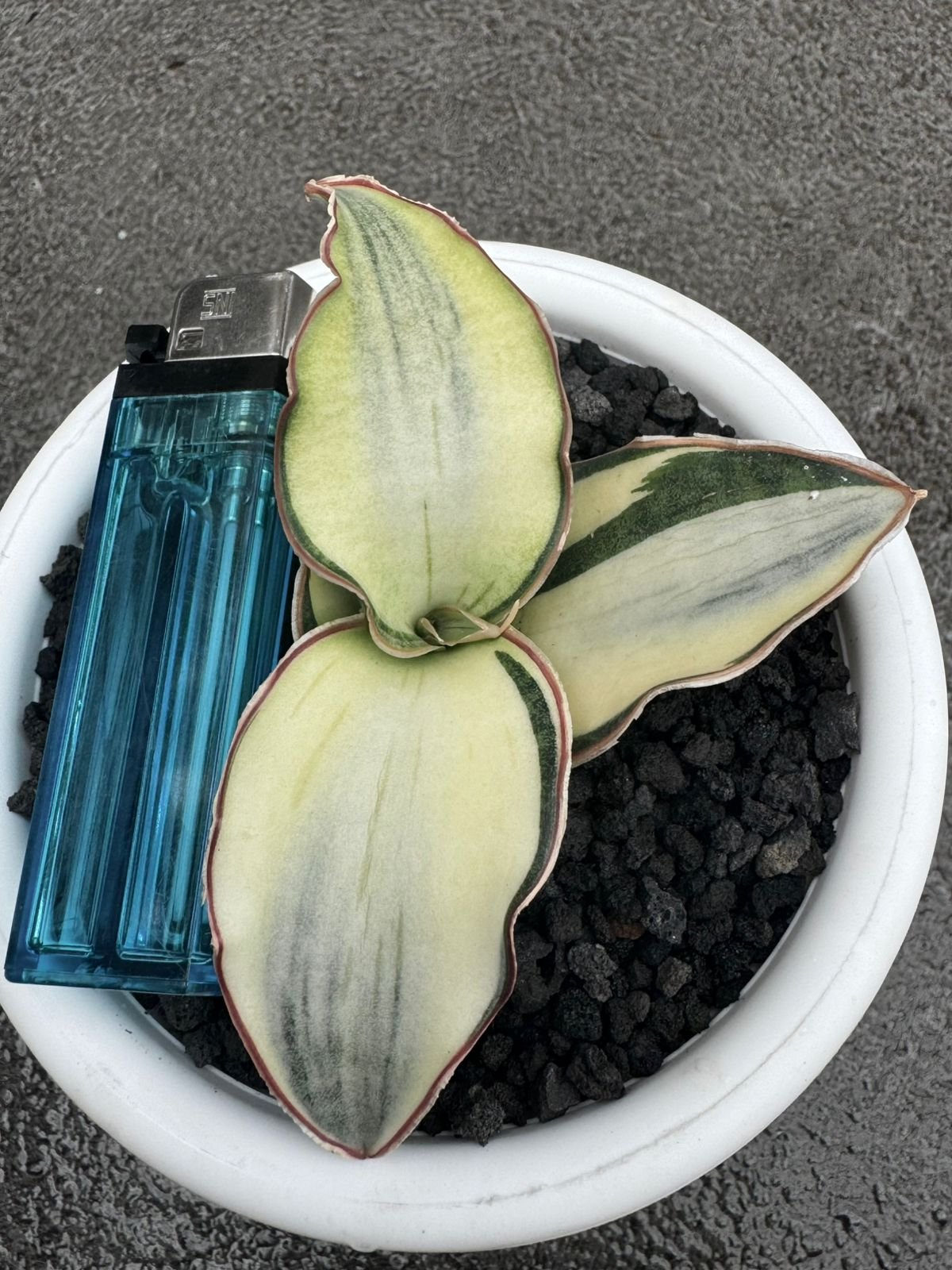 1682. Sansevieria Dragon Compacta White Variegated Size 10 Cm - Image 2