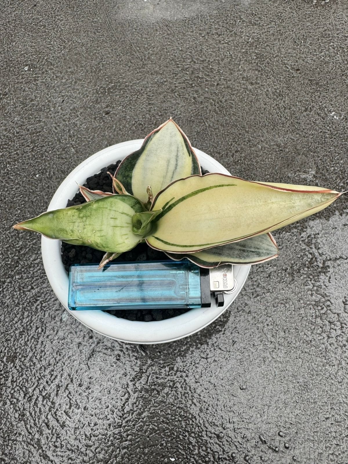 1682. Sansevieria Dragon Compacta White Variegated Size 10 Cm - Image 3
