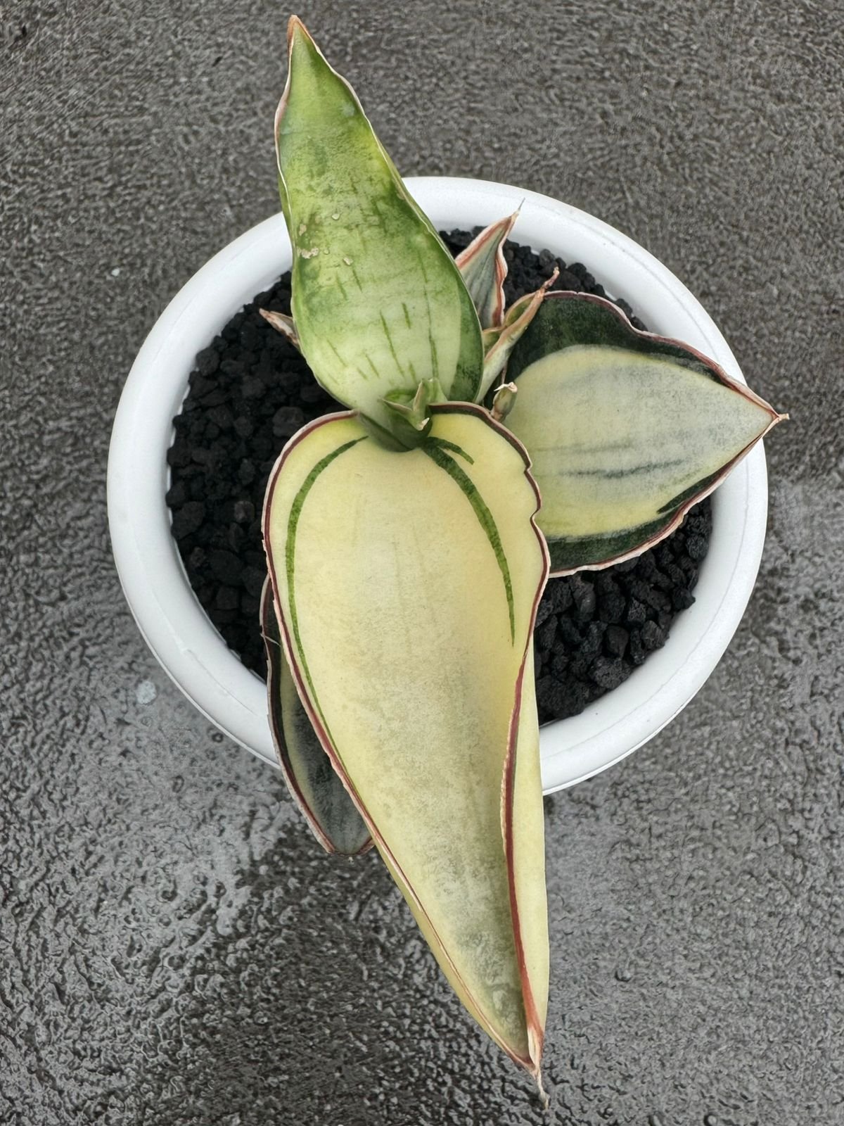 1682. Sansevieria Dragon Compacta White Variegated Size 10 Cm - Image 4
