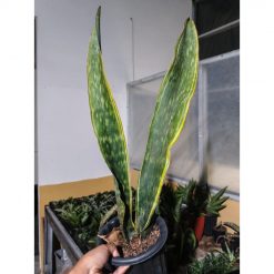 1730. Sansevieria Dragon King Marginata