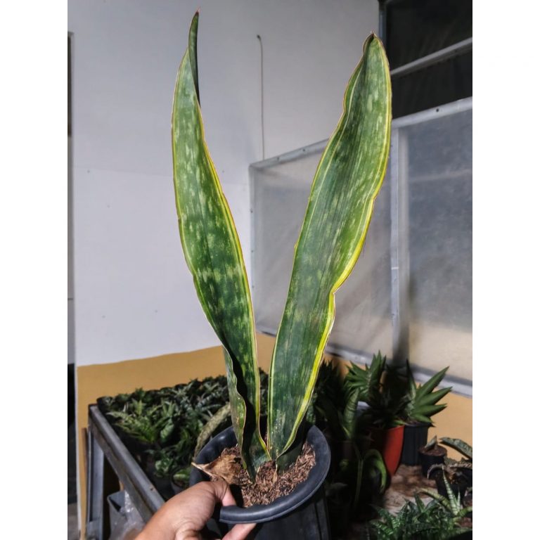 1730. Sansevieria Dragon King Marginata