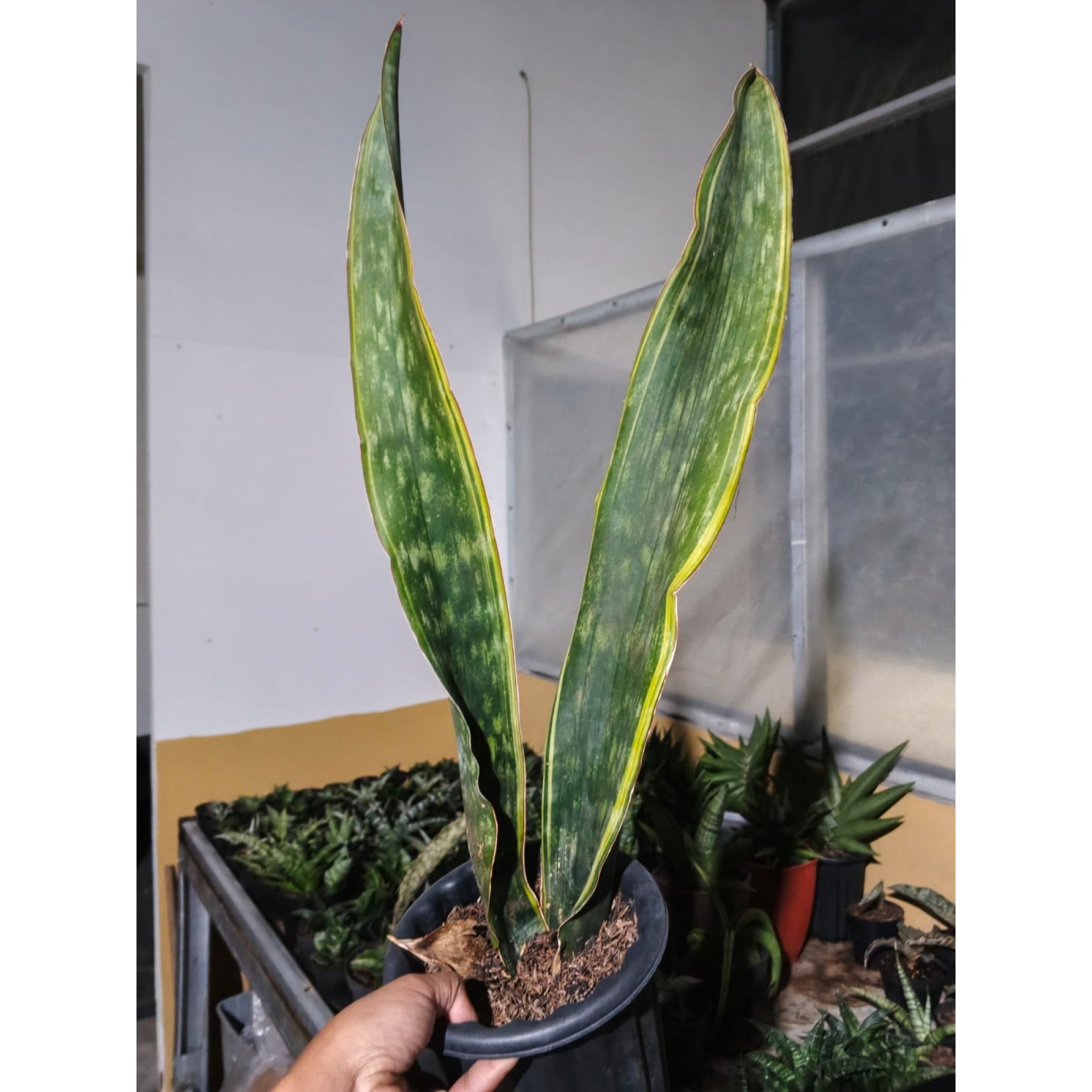 1730. Sansevieria Dragon King Marginata