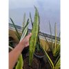 1496. Sansevieria Dragon King Variegated