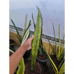 1496. Sansevieria Dragon King Variegated