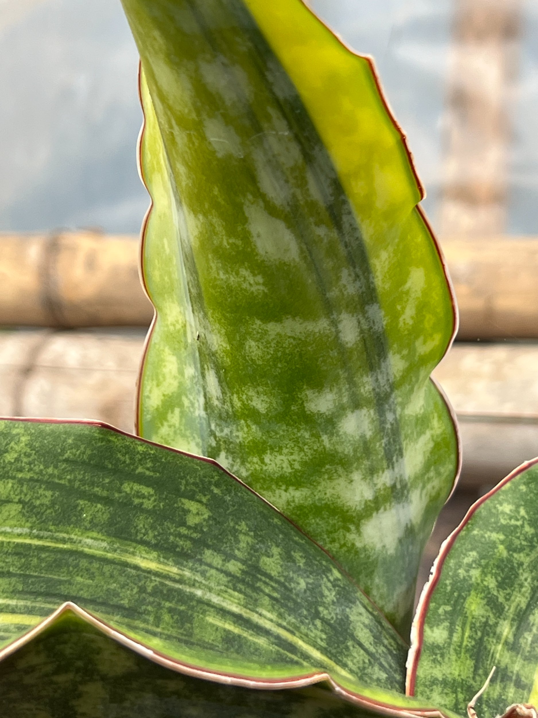 1640. Sansevieria Dragon King Variegated Size 30 Cm - Image 2