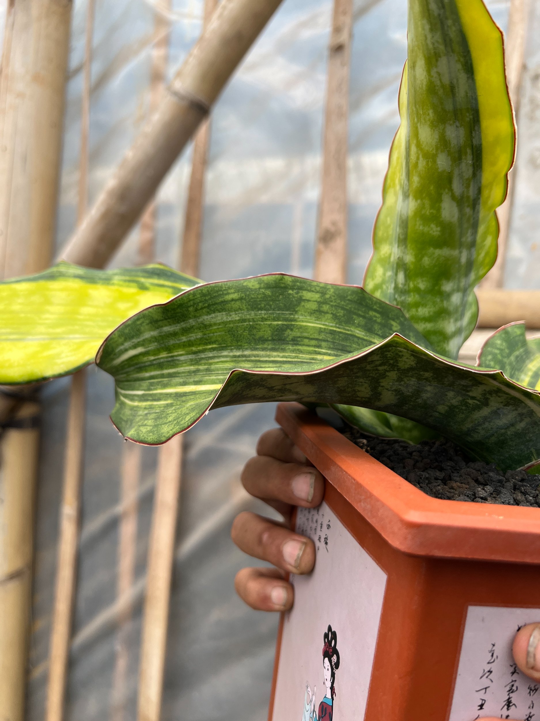 1640. Sansevieria Dragon King Variegated Size 30 Cm - Image 3