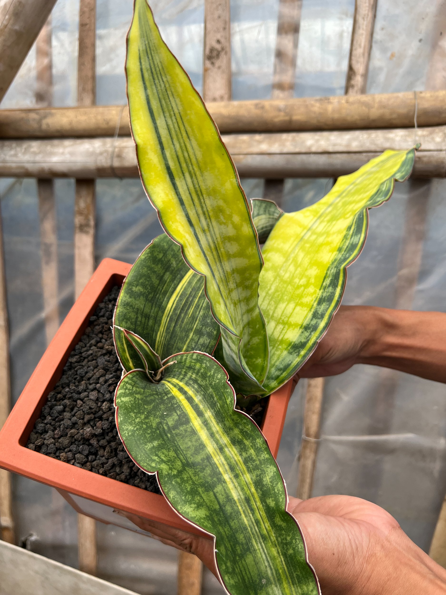 1640. Sansevieria Dragon King Variegated Size 30 Cm - Image 4