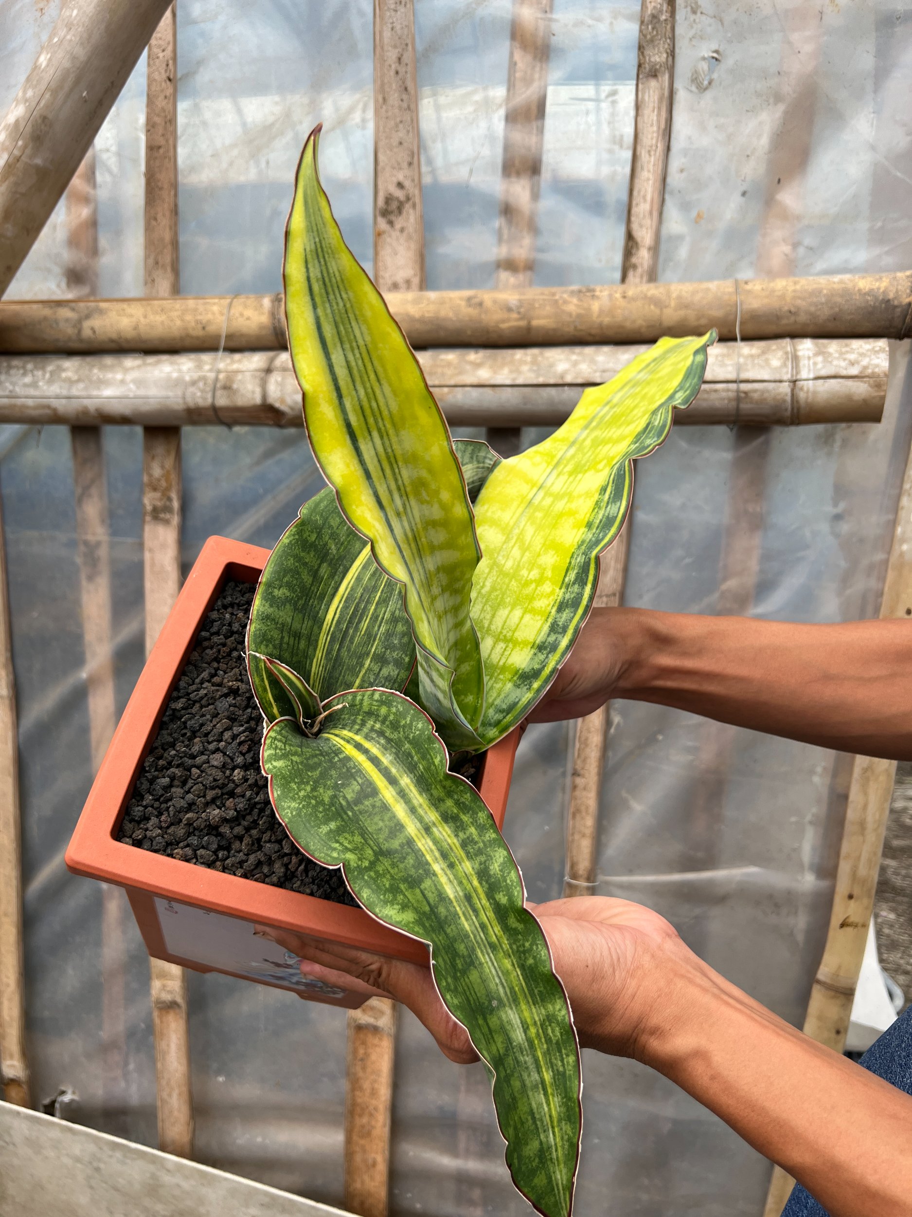 1640. Sansevieria Dragon King Variegated Size 30 Cm - Image 5